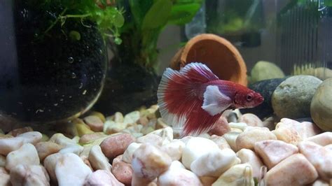 Best Betta Tank Decorations | PetGuide