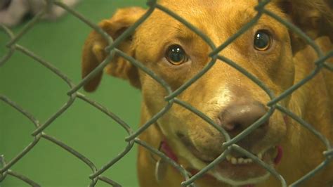 35 dogs, cats arrive at Lynnwood shelter from Memphis, some up for ...