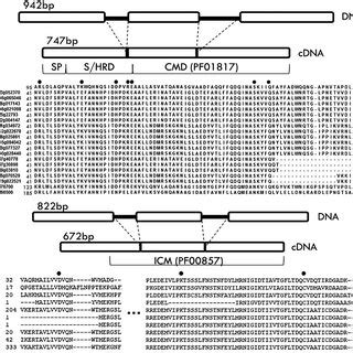 Gene structure and partial protein sequence of HoCM and HoICM. (a) HoCM ...