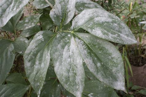 Powdery Mildew and Fungicides - a background | Quest Climate