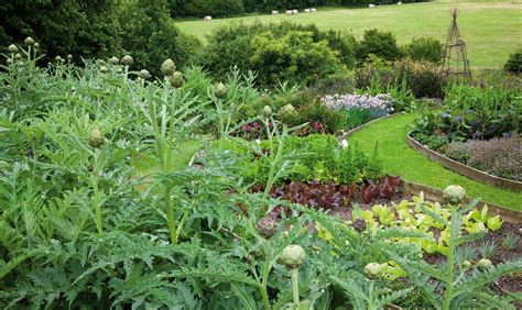 How to Plant, Grow & Care for Artichokes | Sarah Raven