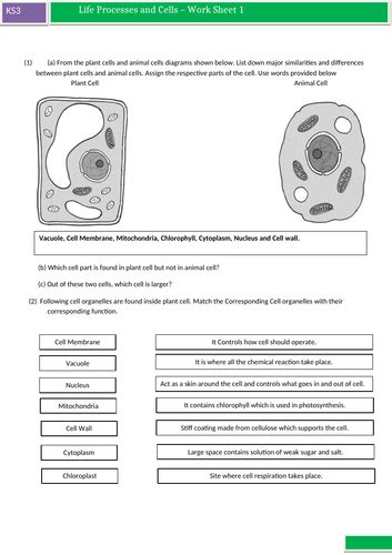 KS3 - Science Worksheets for Cell, Cell Specialism and Movement of substances, Human organ ...