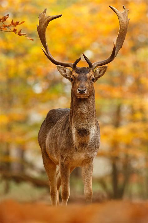 Fallow Deer In Autumn Forest Photograph by Roeselien Raimond