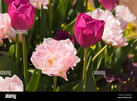 Pink and white tulips Stock Photo - Alamy