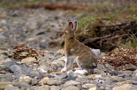 Snowshoe Hare | Government of Yukon