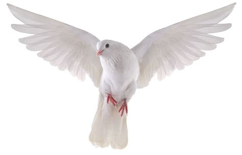 White Pigeon PNG Free File Download - PNG Play