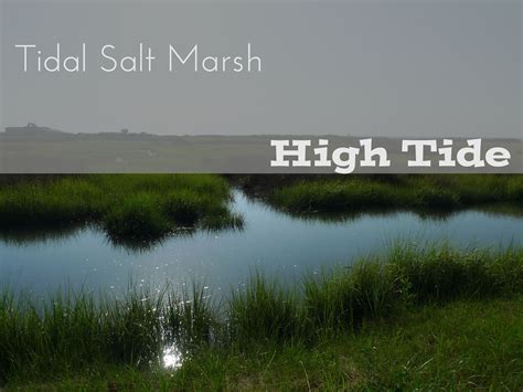 Ecosystem Profile : Tidal Salt Marsh