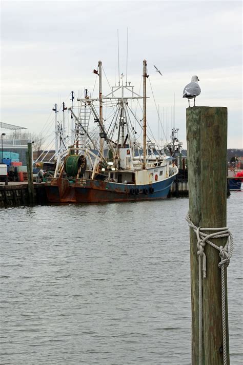 seagull, sits, top, pier, point, pleasant, new, jersey, looking, moored | Pxfuel