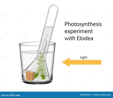 Photosynthesis Experiment With Elodea Illustration Royalty-Free Stock ...