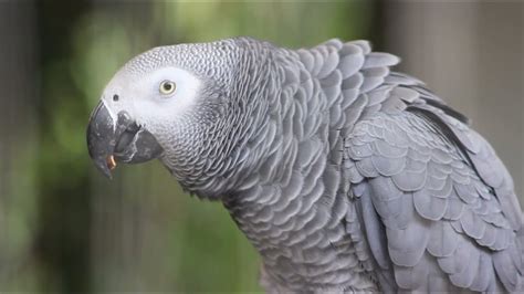 African Grey Parrot Talking Funny - Rosie grey parrot talking - YouTube