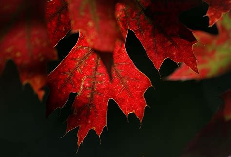 Free Images : red, maple leaf, tree, Black maple, sky, autumn, woody ...
