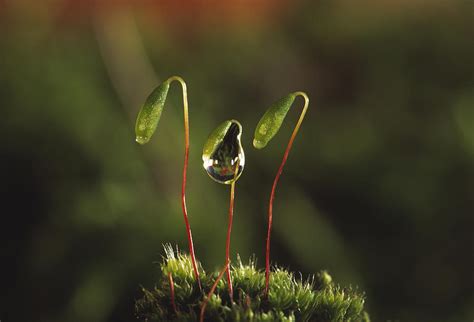 Moss Spore Capsules Photograph by Andy Harmer