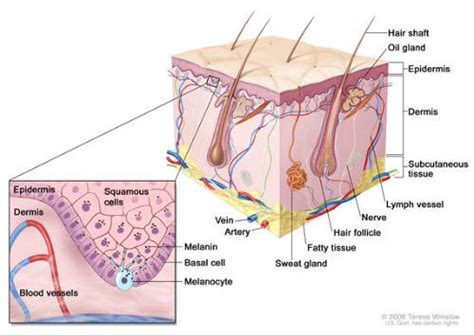 Alteración de la ‘célula hematopoiética’ produce esperanzas para el tratamiento del melanoma ...