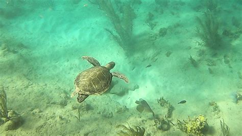 2021 ST CROIX SNORKELING GUIDE: 5 Top Sites Worth Jumping Into the Water