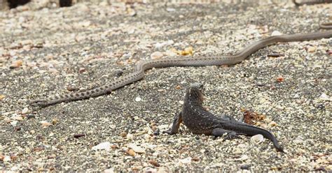 Planet Earth II's snake army killing baby iguanas shocks thousands as ...