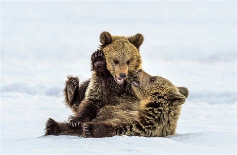 Bear Cubs are Playing in the Snow. Stock Photo - Image of baby, mammals ...