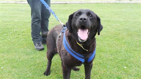 Looking at Lucy #DogsTrust #rehomeadog Dogs Trust, Rehoming, Labradors ...