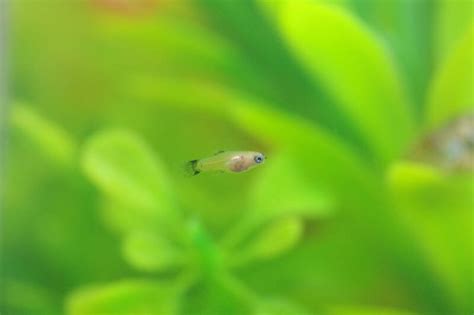 Pregnant Platy? What to Look For & What to Do (Guide)