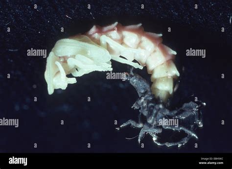 glowworm, glow-worm, great European glow-worm beetle (Lampyris noctiluca Stock Photo - Alamy