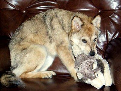 Coydog (Domestic Dog-Coyote Hybrid) Info, Temperament, Puppies, Pictures