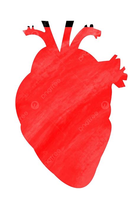 Heart Anatomy Watercolor Medical Illustration Red Vector, Medical, Illustration, Red PNG and ...