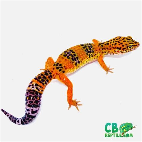 leopard gecko care sheet | learn leopard gecko care information