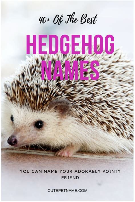 40+ Of The Best Hedgehog Names You Can Name Your Adorably Pointy Friend - Cute Pet Name ...