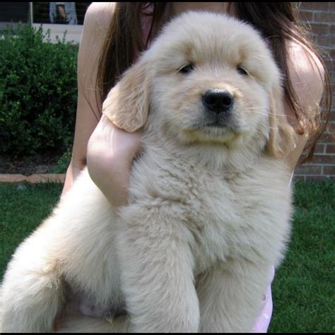 Cute and fluffy golden retriever puppy :) | Retriever puppy, Dogs golden retriever, Retriever