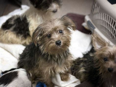 80 Yorkies Now Available For Adoption: San Diego Humane Society | Poway, CA Patch