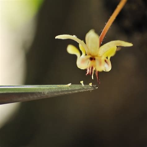 The Miracle Process of Cacao Pollination - The Chocolate Journalist