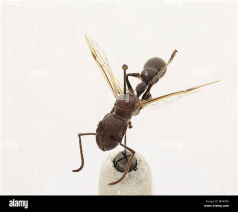 Paraponera clavata (Zoosphere 100 089 Stock Photo - Alamy