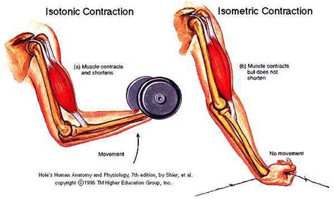 Muscle contraction: 1. Isometric (length of muscle doesn't change but ...