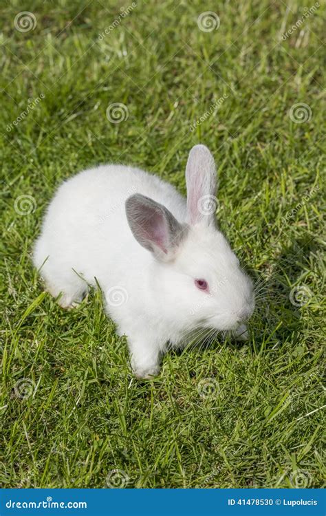 White albino rabbit stock photo. Image of animal, furry - 41478530