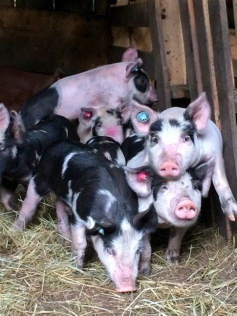 Hampshire Pig for Meat and Breeding - Countryside | Hampshire pig, Pig, Pig breeds