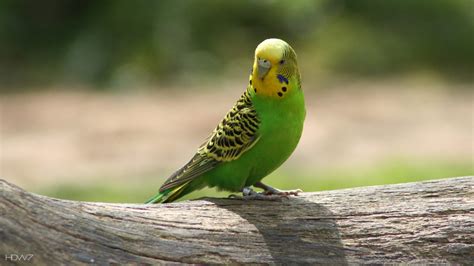 budgie budgerigar bird green sitting parrot | HD wallpaper gallery #269