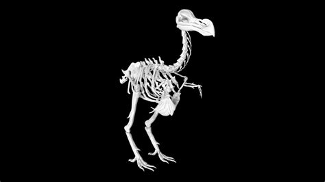 Dodo bird skeleton 3d model Low Poly AR 3D Model - Team 3d Yard