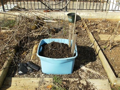 Planting Peas in Large Containers – The Poetic Vegetable Garden