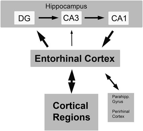 Schematic of entorhinal cortex and its major afferent and efferent... | Download Scientific Diagram