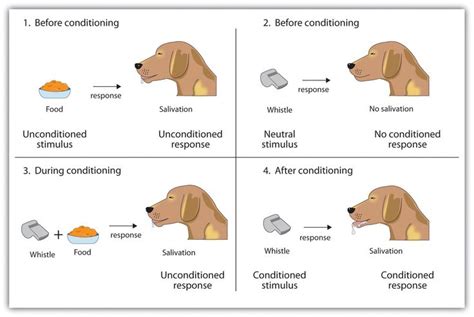 Classical Conditioning unconditioned stimulus (US)（food) + conditioned stimulus (CS) (whistle ...