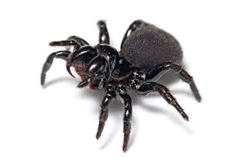 File:Mouse spider.jpg - Wikipedia