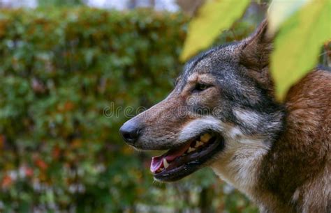 Wolf Face Close-up stock photo. Image of human, carnivore - 3028306