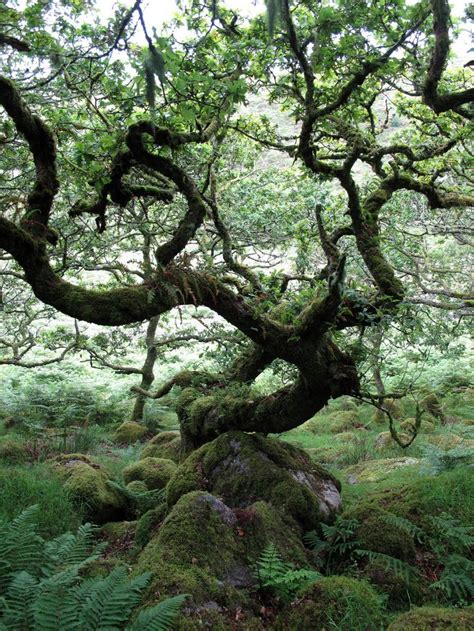 Wistmans Wood in the ancient high-level woodlands of Dartmoor in Devon, south west England ...