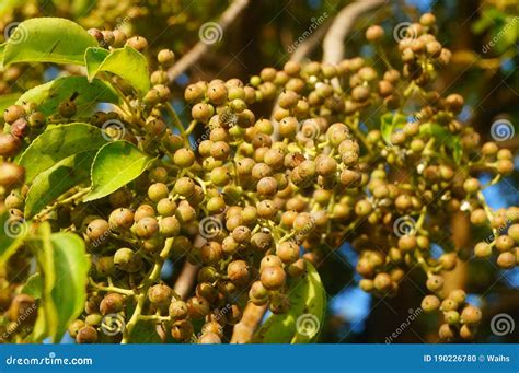 Camphor Tree Seed is the Fruit of Camphor Tree Stock Photo - Image of beautiful, cluster: 190226780