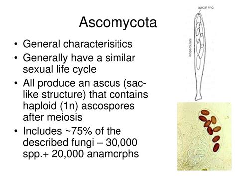 PPT - Phylum - Ascomycota PowerPoint Presentation, free download - ID:5365875