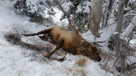 Setting Up A Rifle For An Elk Hunt