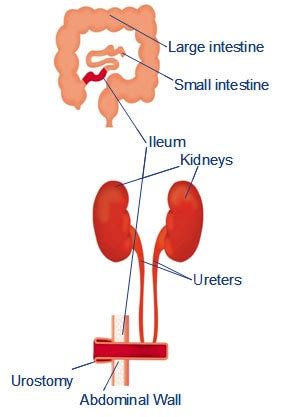 Clinical tools to help support your patients