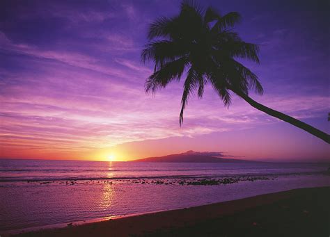 Purple Sunset and Palm Photograph by Ron Dahlquist - Printscapes