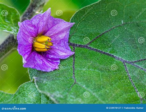 Flower on a Brinjal Plant stock image. Image of annual - 234978127