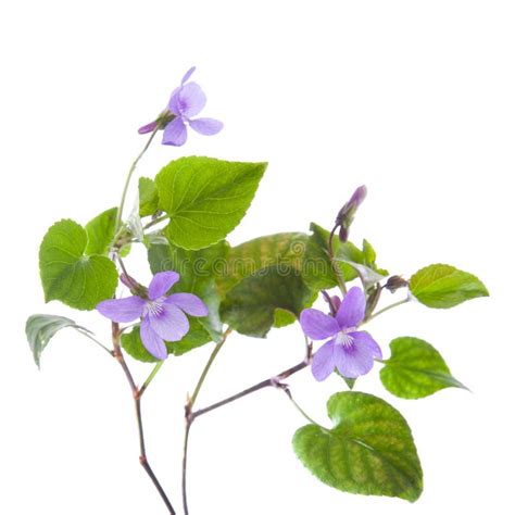 Wild violet stock photo. Image of blue, small, isolated - 18957702