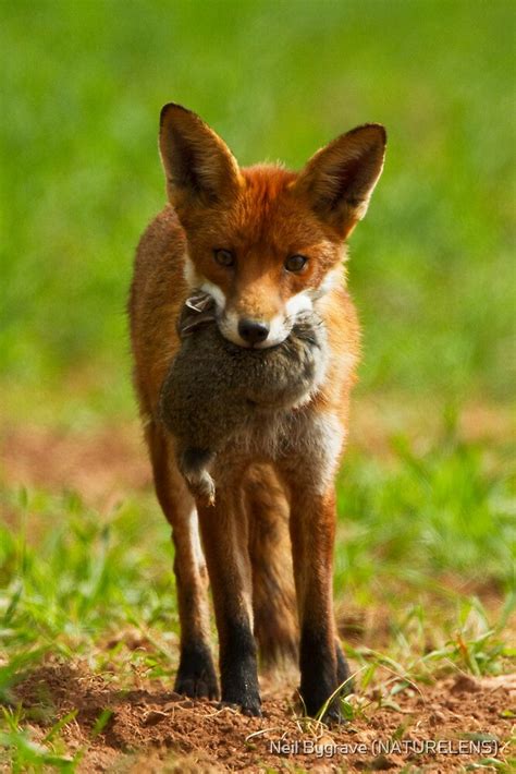 "Red Fox With Prey" by Neil Bygrave (NATURELENS) | Redbubble